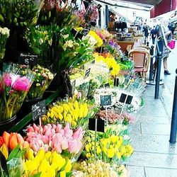 Colorful flowers in market