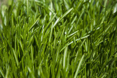 Full frame shot of green leaves