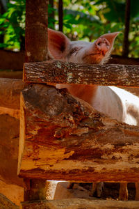 Close-up of a cat on wood