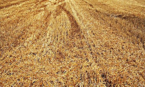 View of wheat field