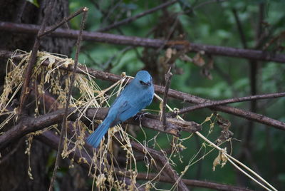 Close-up of bird perching on branch