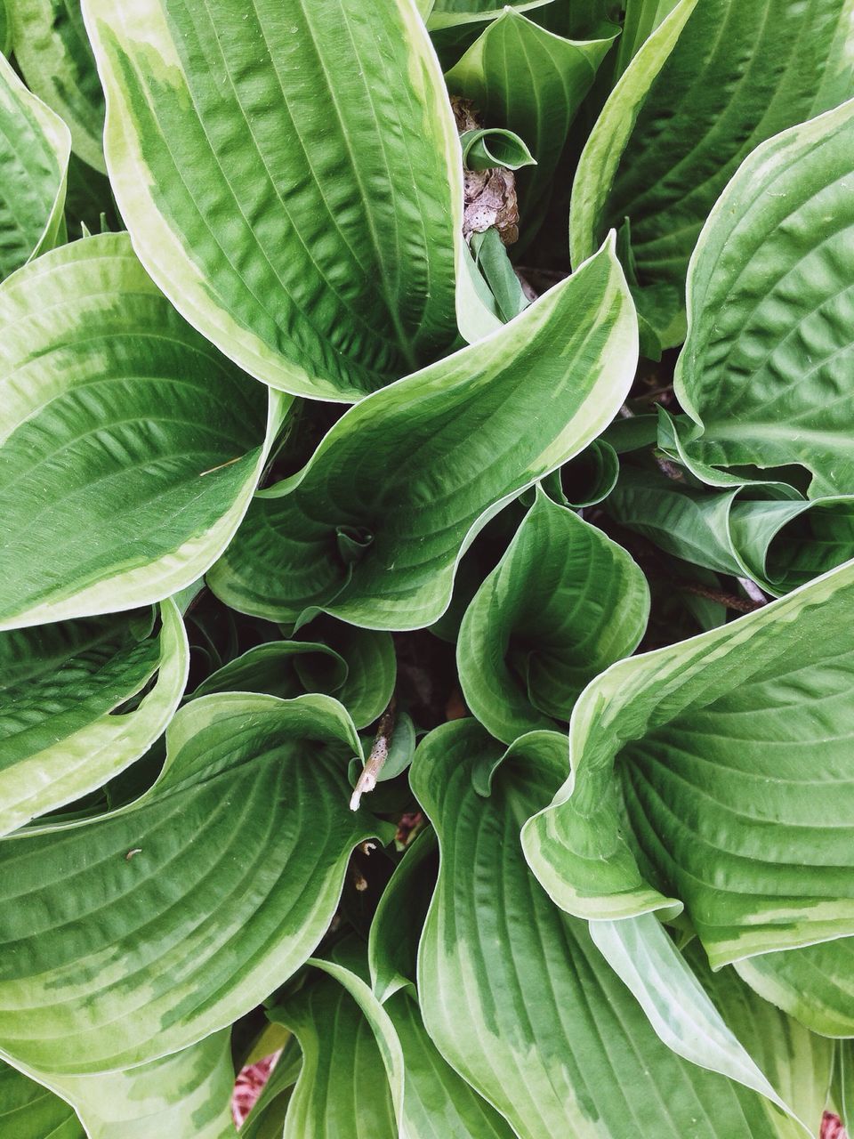 leaf, green color, growth, plant, freshness, leaf vein, nature, close-up, beauty in nature, full frame, leaves, green, natural pattern, backgrounds, high angle view, fragility, no people, outdoors, day, growing