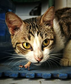 Close-up portrait of cat