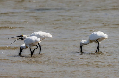 Spoonbills feeding