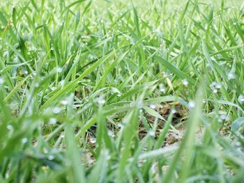 Full frame shot of grass