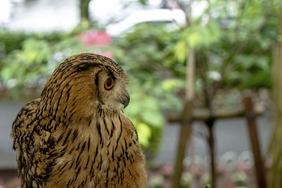 Close-up of owl perching on tree