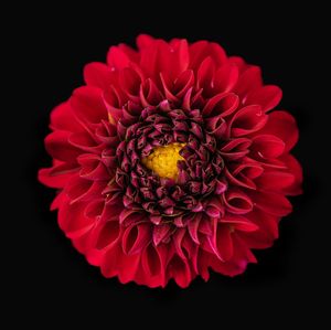 Close-up of red dahlia flower against black background