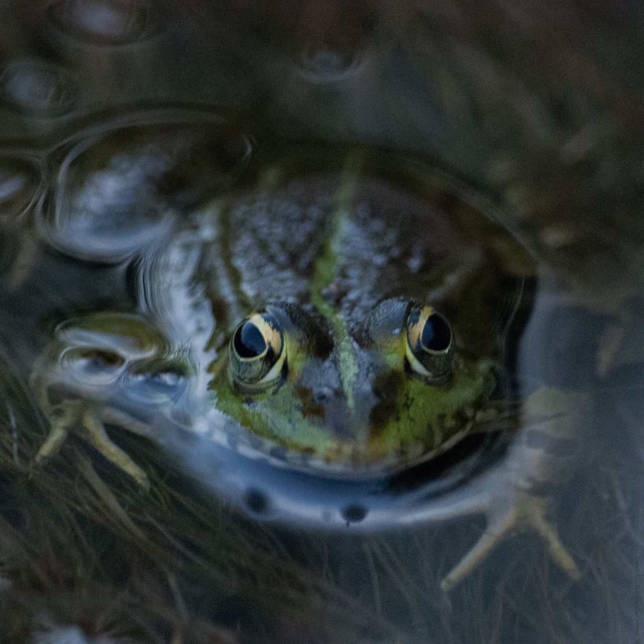 animal themes, one animal, animals in the wild, wildlife, close-up, fish, water, animal head, swimming, reptile, turtle, indoors, frog, animal eye, amphibian, animal body part, high angle view, no people, sea life, nature