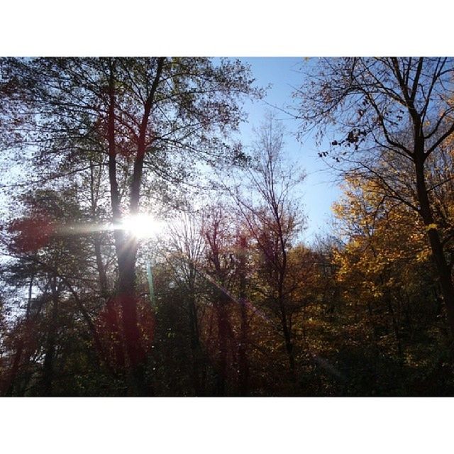 tree, sun, tranquility, tranquil scene, beauty in nature, scenics, sunlight, nature, sunbeam, forest, branch, silhouette, growth, sky, transfer print, lens flare, low angle view, auto post production filter, sunset, idyllic