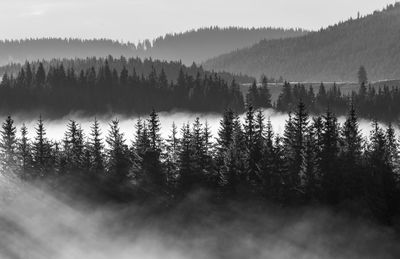 Panoramic view of forest against sky