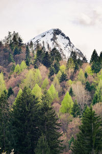 Pine trees on snowcapped mountains against sky