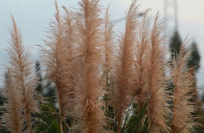 Close-up of crops on field against sky