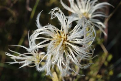 Close-up of white dandelion flower