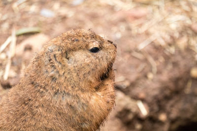 Close-up of prairie dog on field