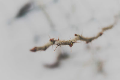 Close-up of insect on flower