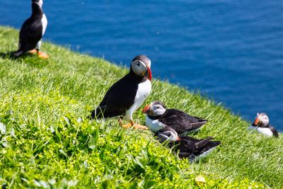 Ducks in a grass