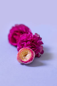 Close-up of pink flower against white background