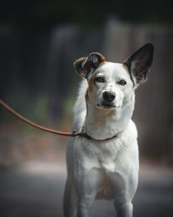 Portrait of a dog