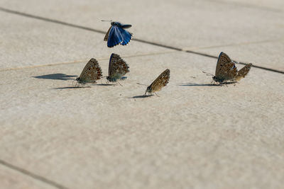 Birds perching on sand