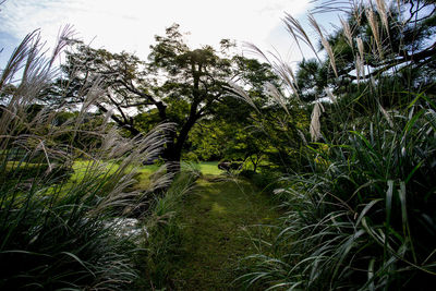 View of trees against sky