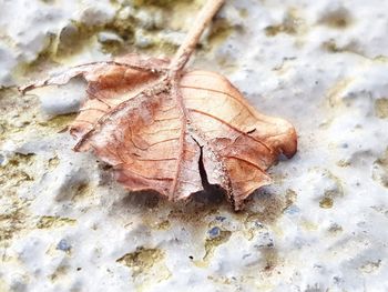 Close-up of dried autumn leaf on land