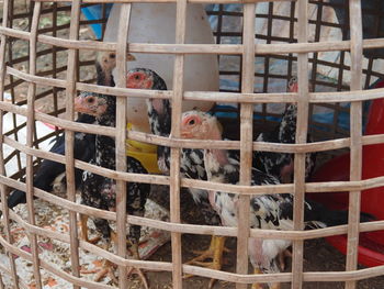 Close-up of birds in cage