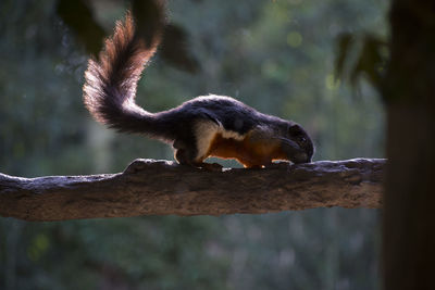 Close-up of squirrel on tree branch