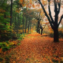 Autumn trees in park