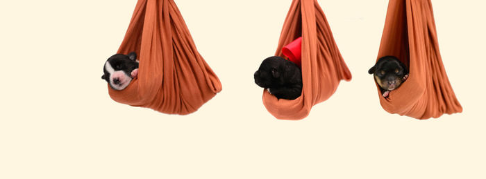 Multi colored umbrellas hanging over white background