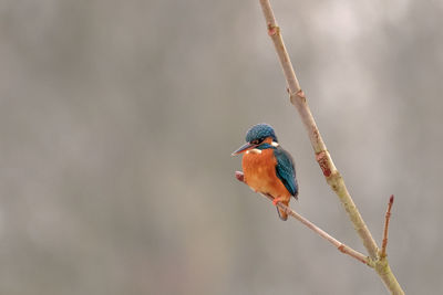 Close-up of bird perching on twig