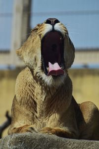 Close-up of dog yawning