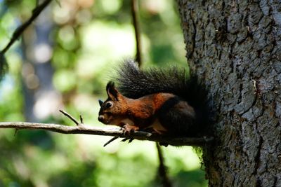 Squirrel on tree trunk