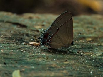 Close-up of butterfly on leaf