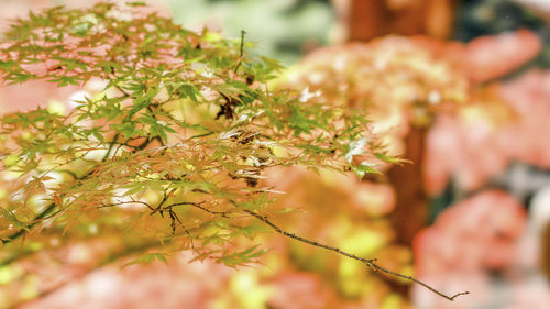 Close-up of flowering plant