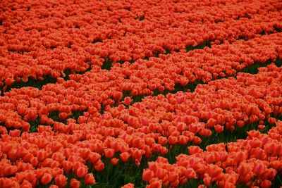 Full frame shot of red tulip flowers on field