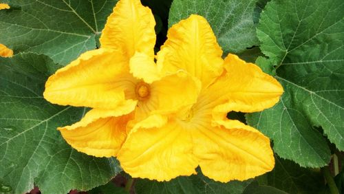 Close-up of yellow flower