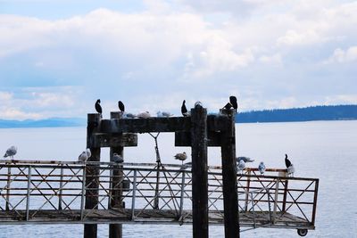 Seagull perching on railing by sea against sky