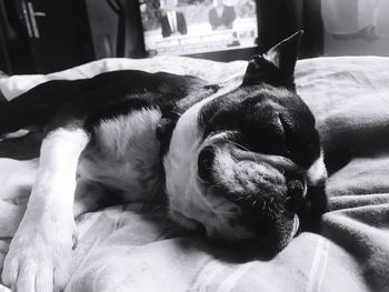 Close-up of dog sleeping on bed at home