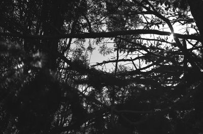 Low angle view of silhouette tree against sky