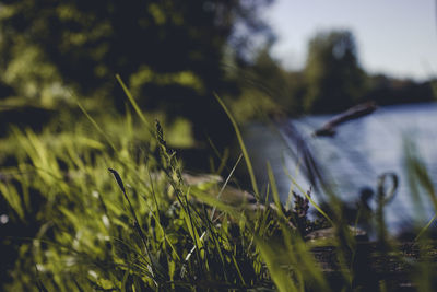 Close-up of grass growing on field