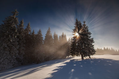 Trees on snow covered land against sky during winter