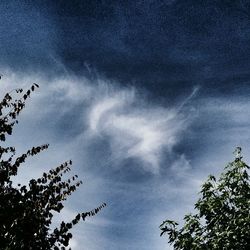 Low angle view of trees against sky