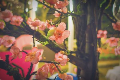 Close-up of pink flowers blooming in park