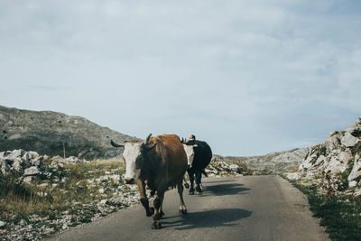 Horse standing on road