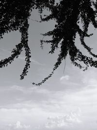 Low angle view of tree against sky