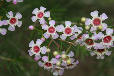 Close-up of pink flowers