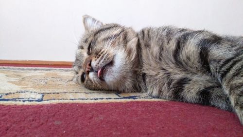 Close-up of cat sleeping