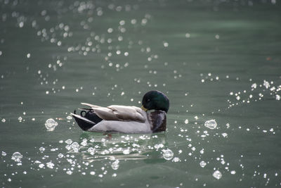 Mallard duck swimming in lake