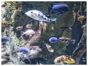 Close-up of fish swimming in aquarium