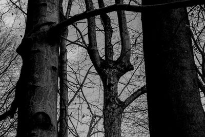 Low angle view of bare tree against sky